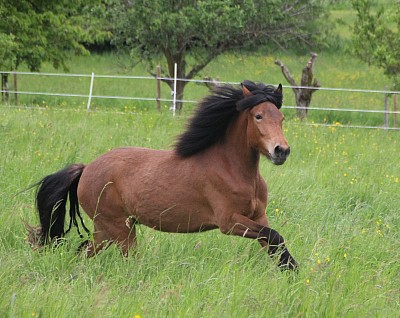 Islandpferd kaufen