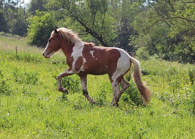 Islandpferd kaufen