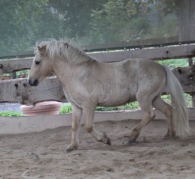 Islandpferd Fohlen Kaufen