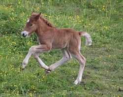Fohlen