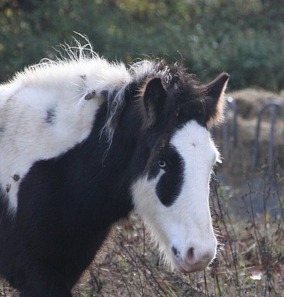 Islandpferd Fohlen Kaufen