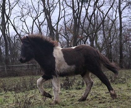 Islandpferd kaufen